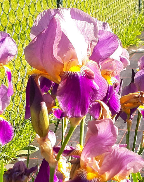 Iris barbata-elatior `Gabis Hohe`